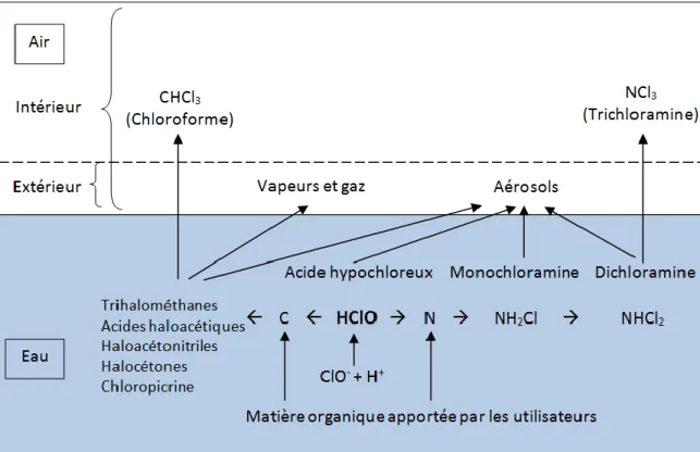 Figure 3 Processus de formation des principaux sous-produits de la  chloration dans l'eau et l'air des piscines intérieures et extérieures 