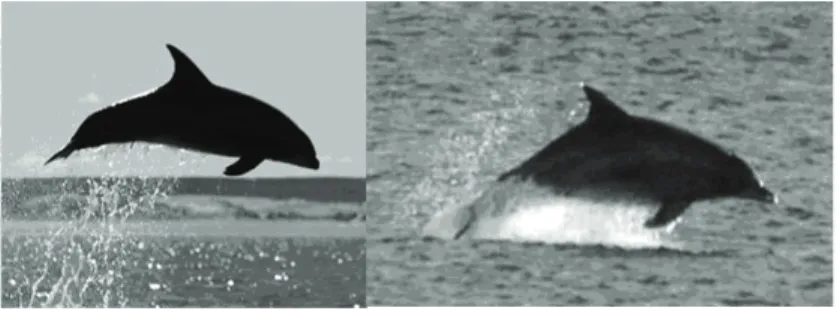 Figure 3: Comparison of external morphology of   bottlenose dolphins in BSA. Left: bottlenose dolphin  RN-BSA-M55, year-round resident in BSA