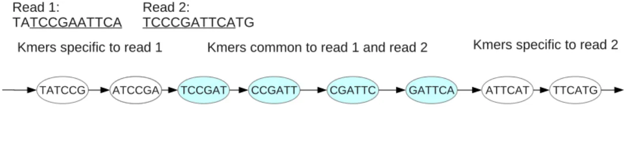 Figure 5: How a De Bruijn graph allow to create longer sequences