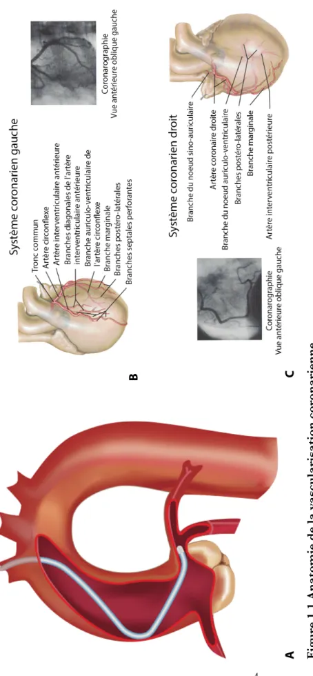 Figure 1.1 Anatomie de la vascularisation coronarienne  (12) 