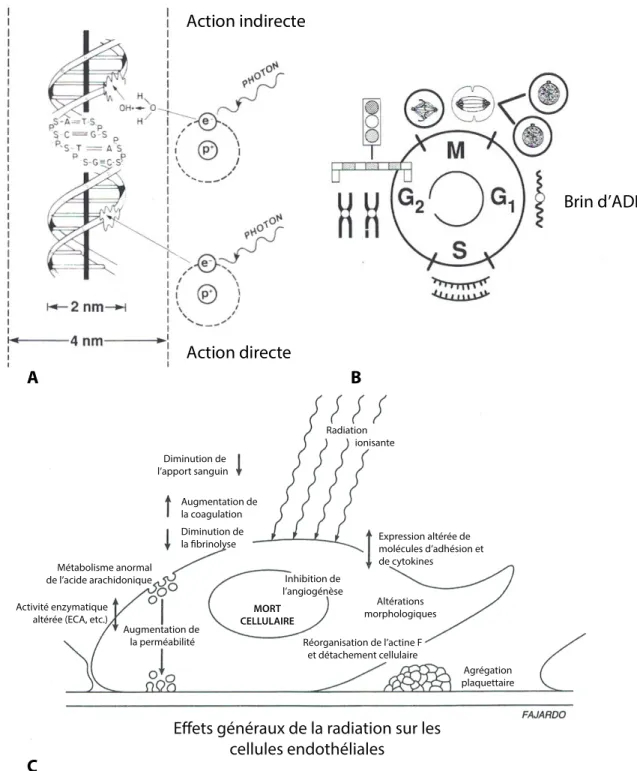 Figure  1.12  Principaux  effets  moléculaires  et  cellulaires  de  l’exposition  à  la  radiation ionisante 