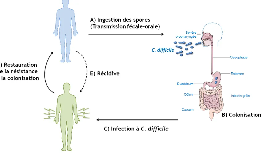Figure 1. Histoire naturelle de l’infection à C. difficile. (Images provenant de Servier Medical Art www.servier.fr, sans droit d’auteur, et inspiré de Britton,  Gastroenterology, 2014.)  