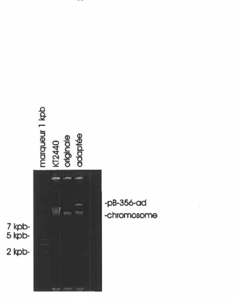 Figure  4 :  Gel  d'agarose  0,7%  (plv)  (dans  le  tampon  TAE)  utilisé  pour  la  migration  de  préparations d'ADN des  souches originale et adaptée de  C