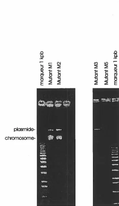 Figure  8:  Gel  d'agarose  0,7%  (plv)  (dans  le  tampon  TAE)  utilisé  pour  la  migration  de  préparations  d'ADN  selon  le  protocole  de  Kado  et  Liu  (1981)  pour  vérifier  la  présence  de  plasmides chez les mutants Ml et M2 (figure 8a) et l