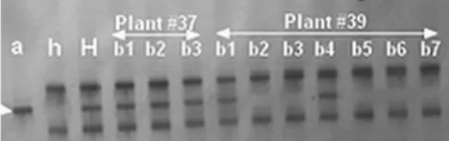 Fig. 2 Loss of the G. australe-specific fragment produced by the marker BNL3103 in the self-progeny plant #39 of  MAAL-6
