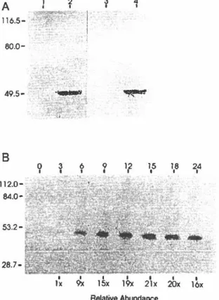 FIG.  2.  Expression  kinetics  of the  BICP27  protein.  (Al  Western  blot  analyses of  E