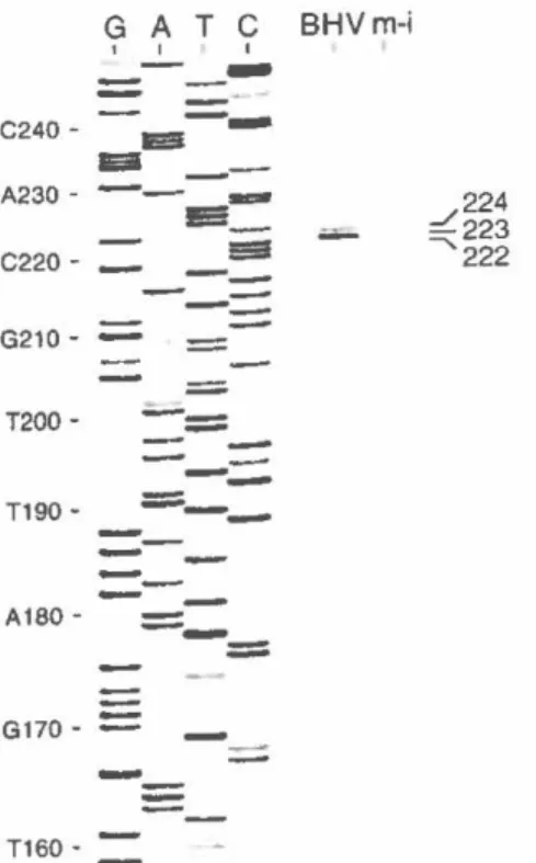 FIG. 3. 5' end  mapping of the  transcript encoding the large subunit  of BHV·I  RA.  The  SI  nuclease protection  assays were  performed  as  previously described (5)