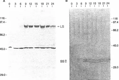 FIG.  4.  Expression  kinetics  of the  large and  small  subunits  of  BHV-1  RR  during  the  course  of in  vitro  infection