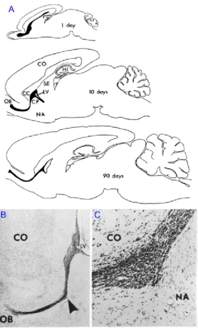 Figure  1.  First  histological  evidence  of  adult  neurogenesis  in  rodents  (adapted  from  Altman, 1969)