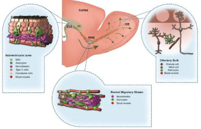 Figure 2. A schematic drawing of the adult mouse forebrain and cells in the subventricular  zone  (SVZ),  rostral  migratory  stream  (RMS),  and  olfactory  bulb  (OB)  (adapted  from  Gengatharan et al., 2016)