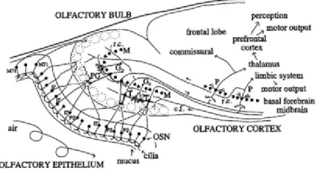 Figure 3. Diagram of olfactory system pathways (Shepherd, 2004). 