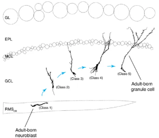 Figure 6. Diagram of morphological classes of adult-born granule cells and their positions  in the olfactory bulb (adapted from Petreanu and Alvarez-Buylla, 2002)