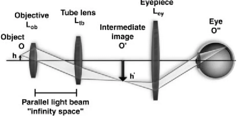 Figure  9.  Basic  configurations  of  a  modern  compound  microscope  with  an  infinity- infinity-corrected objective lens (Hornak, 2002)