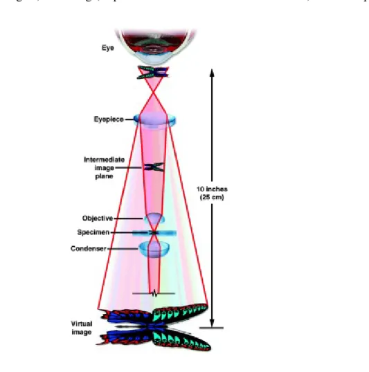 Figure  10.  Light  path  through  a  compound  microscope  with  transmission  geometry  (Hornak, 2002)