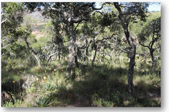 Figure 4 : Les forêts de tapia. Photo prise dans le sous-bois d'un vieux peuplement. Dans les peuplements plus jeunes,  la hauteur des arbres est parfois telle qu’il est difficile de se représenter l’environnement par une simple 