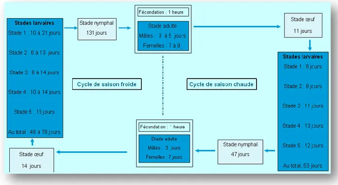 Figure 5 : Cycle de Borocera cajani V. Sources : [Diez, 2008, Razafimanantsoa, 2008] 