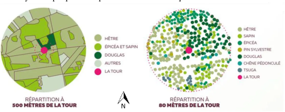 Figure 1-15 : Composition de la forêt autour de la tour de Vielsalm                                  (extrait du panneau didactique installé sur le site)