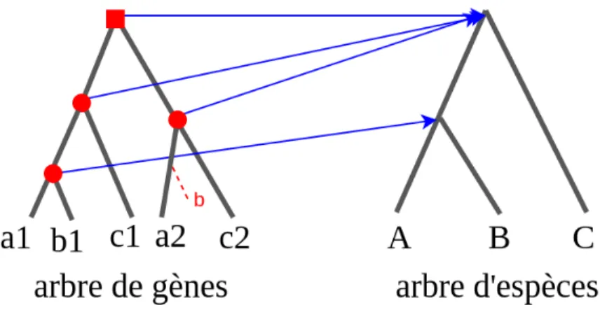 Figure 2.5 – Réconciliation entre un arbre de gènes et un arbre d’espèces. Le carré rouge représente un nœud de duplication d’un gène, tandis que les cercles rouges représentent des nœuds de spéciation de gènes et la ligne pointillée représente une perte d