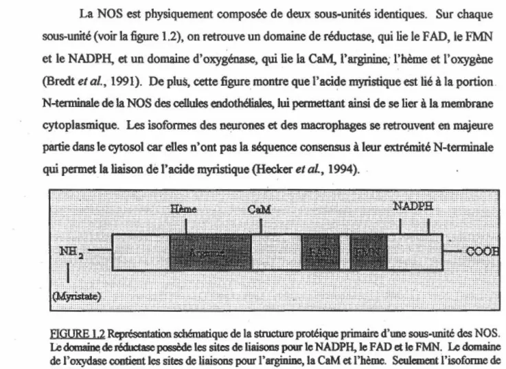 FIGURE 1  .2 RcpœsentatiOB schématique de  la  structuœ  protéique  priaWre  d'tme soos..Uté  des NOS