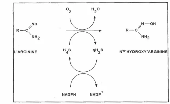FIGURE  1.5  Hypothèse .  impliquant  Wl  rôle  redox  pour  la  H.B  lors  de  la  transformation  de  l'arginine  en  N~-hydroxyarginine  (Mayer  et  al.,  1991)