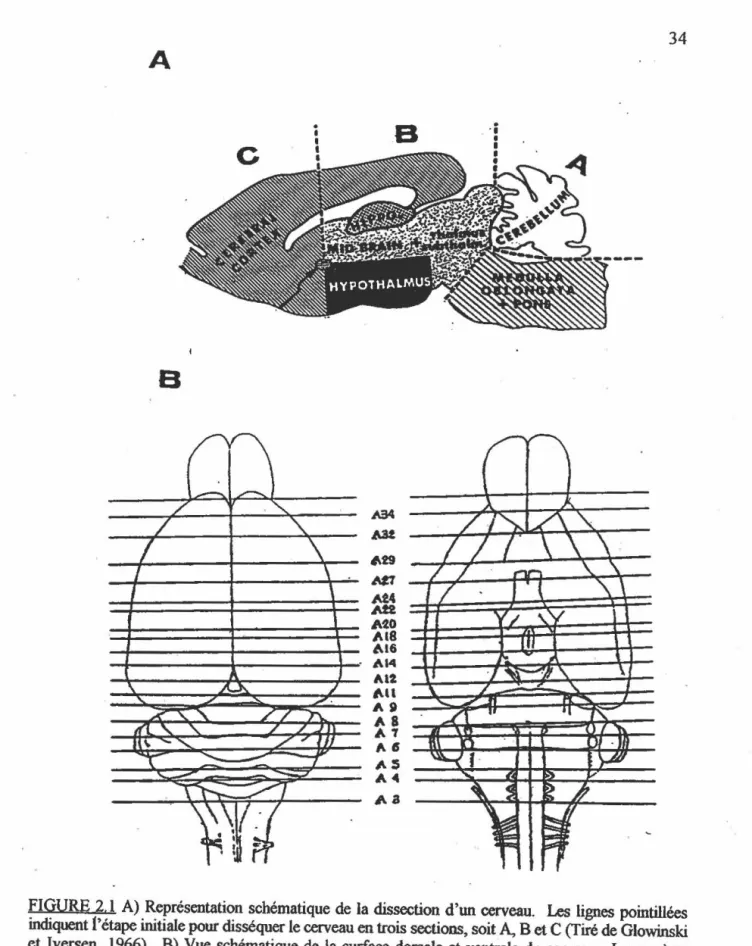 FIGURE 2.1  A)  Représentation schématique de  la dissection d'un cerveau.  Les  lignes  pointillées  indiquent  1'  étape initiale pour disséquer le cerveau en trois sections, soit A,  B etC (Tiré  de Glowinski  et Iversen,  1 %6)