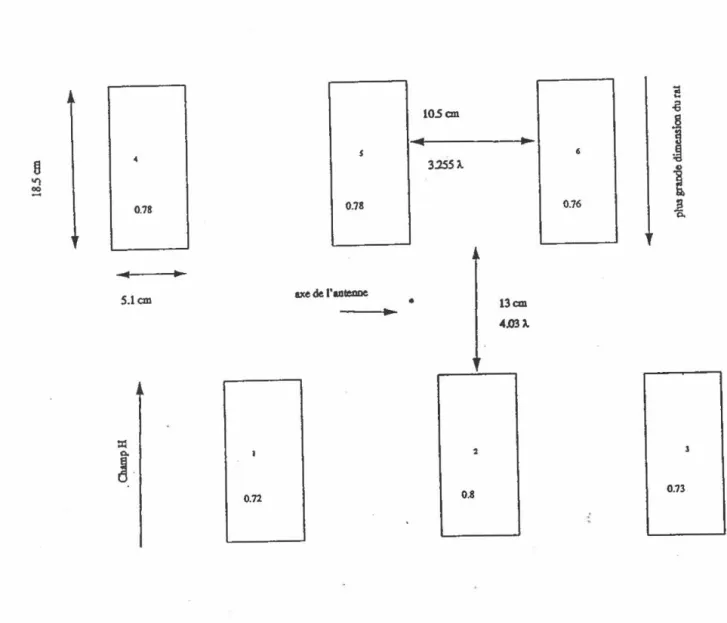 FIGURE  2 3  RqJrésentation  schématique  de  la  distnbutioo  des  rats  à  l'~eur  de la  cage d'exposition