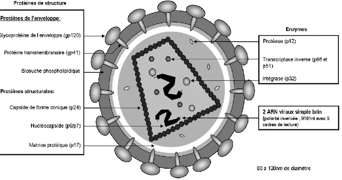 Figure 3 : Structure du virus VIH-1   Figure tirée de Gemrot et al., 2009 [49] 