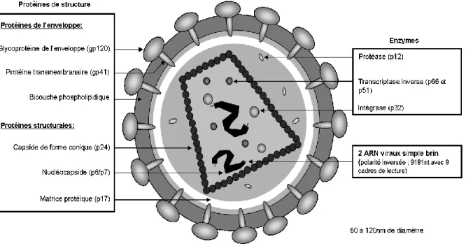 Figure 3 : Structure du virus VIH-1   Figure tirée de Gemrot et al., 2009 [49] 