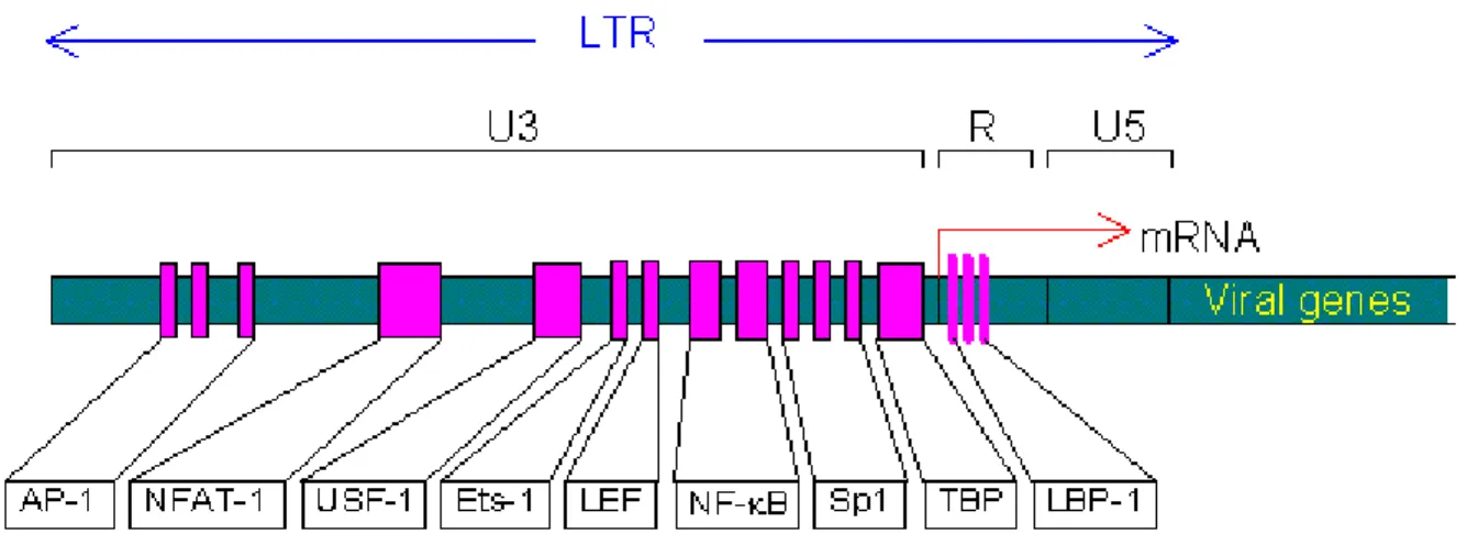 Figure 5 : LTR du VIH  