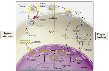 Figure 6 : Étapes du cycle de réplication du VIH   Figure modifiée à partir de Pasternak et al., 2013 [78] 