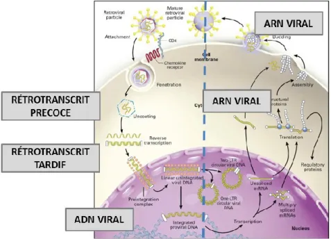 Figure 10 : Étapes du cycle de réplication virale et les cibles des qPCR 
