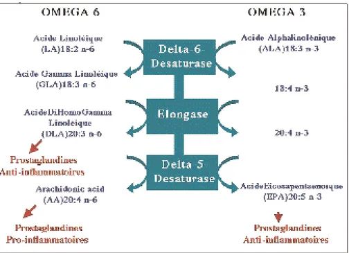 Fig. 4. Représentation schématique des voies métaboliques de transformation des acides gras polyinsaturés oméga-3 et oméga-6.
