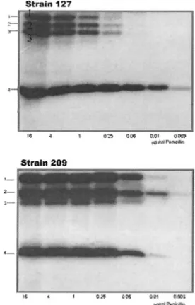 FIG. 1. Radioactive detection of PBPs from strains 127R and 209S.