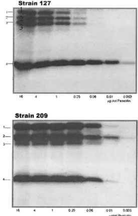 FIG. 1. Radioactive detection of PBPs from strains 127R and 209S.