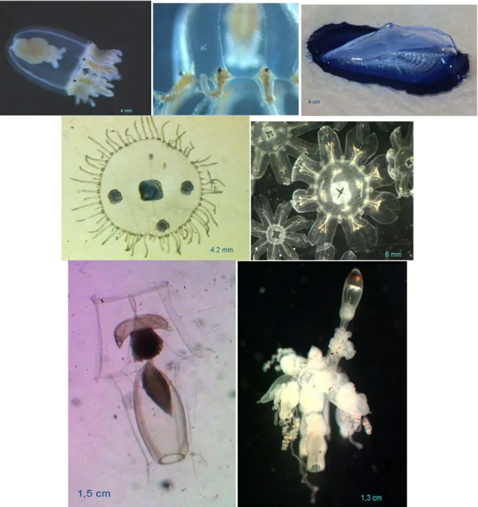 Fig.  3 :  Exemples  de  méduses  de  Calvi :  anthoméduses  (A,  B)  Cladonema  radiatum ;  (C)  Velella  velella ;  (D)  leptomeduse  Obelia  sp.;  (E)  larves  ephyrules  de  Pelagia  noctiluca;  (F)  siphonophores  calycophore : Abylopsis  tetragona et