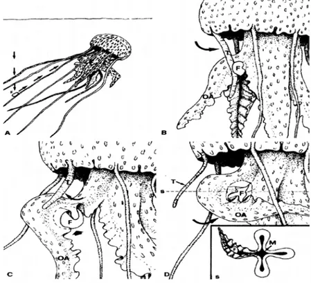Fig. 8 : Comportement alimentaire de Pelagia noctiluca sur une proie mobile ; (S) section transversale de D ; (F)  nourriture ; (OA) bras oraux ; (T) tentacules marginaux ; (M) ouverture de la bouche (d’après Rottini sandrini et  Avian, 1989) 