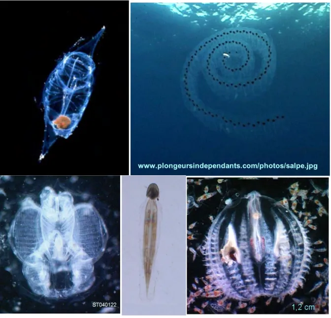 Fig.  1 :  Exemples  de  tuniciers  planctoniques  de  Calvi :  (A,B) salpes ;  (C)  Pyrosoma  ;  (D)  Oikopleura  et  (E)  cténaire Pleurobrachia rhodopsis