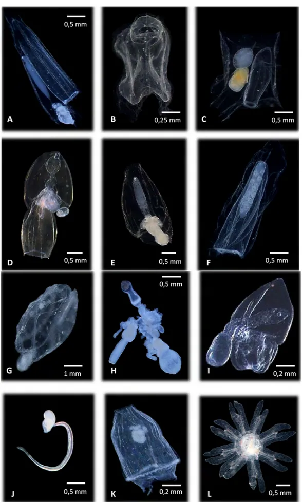 Fig.  2 :  Zooplancton  gélatineux  divers  identifié  dans  les  échantillons:  (A  à  C) :  nectophores  antérieurs  de  siphonophore :  (A)  Diphyidae ;  (B)  physonecte ;  (C)  Abylidae ;  (D)  eudoxie  de  Diphyidae ;  (E)  bractée  de  Diphyidae ;  (