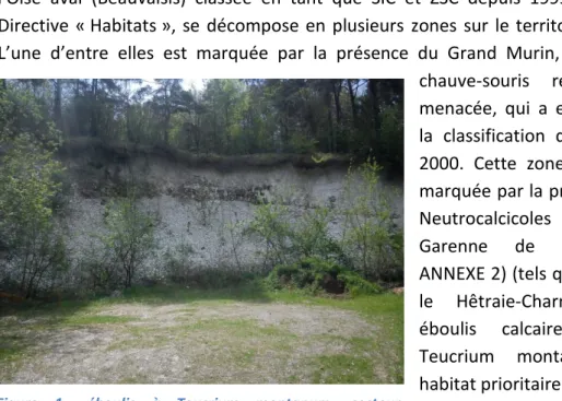 Figure  1 :  éboulis  à  Teucrium  montanum,  secteur  particulièrement  sensible  de  la  zone  NATURA  2000,  (source : Etienne MAIZERAY, 2014)