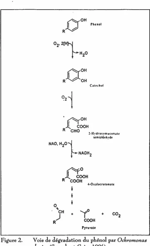 Figure  2.  R  O&amp;  OH  Phenol ~OH R~OH ·~oH JL COOH R  CHO  c~tfdlol !·  H~drox,m arcon:il~ ~0 J!.