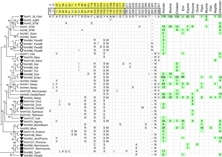 Figure 3 | FimH protein sequence variants. Variant residue positions for the unprocessed (top line) and matured (second line) FimH proteins, with the FimH of strain SL1344 (FimH1) used as the comparative standard (third line)