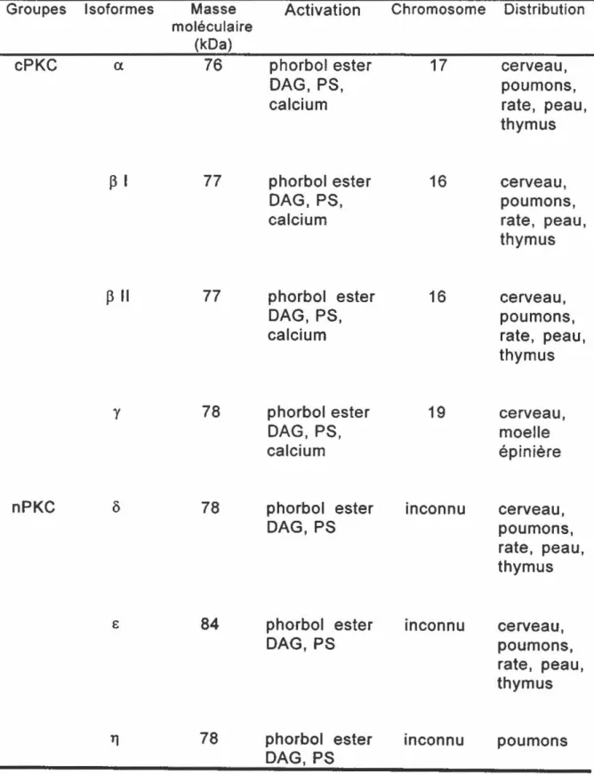Tableau  Il. Caractéristiques des isoformes de la  PKC. 