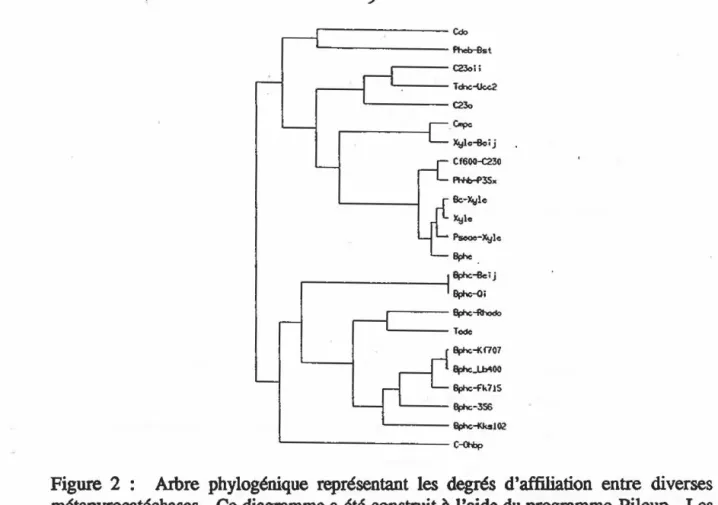 Figure  2  :  Arbre  phylogénique  représentant  les  degrés  d'affiliation  entre  diverses  métapyrocatéchases