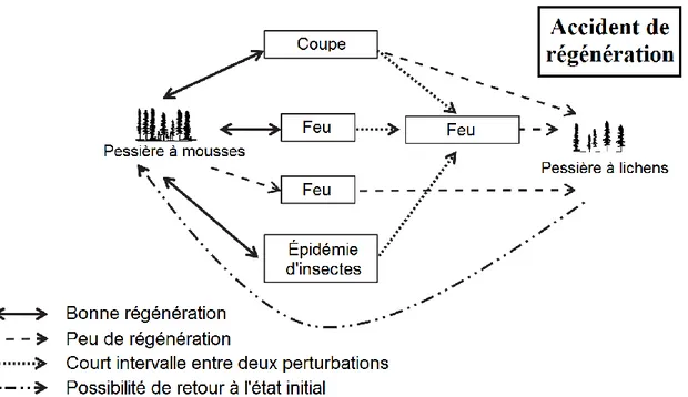 Figure  1 :  Schéma  des  perturbations  des  peuplements  provoquant  le  passage  d’une  pessière  à  mousses fermée vers une pessière à lichens ouverte en forêt boréale continue