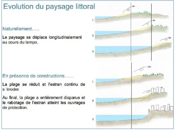 Figure 4 : Évolution du paysage littoral soumis à l'action de l'érosion (Source : 2ème Forum de Lacanau érosion  côtière, décembre 2012)