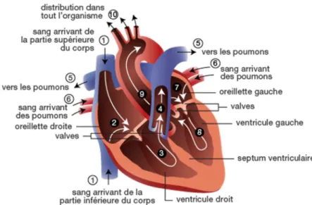 Figure 4: Le coeur et sa circulation sanguine [25]. 