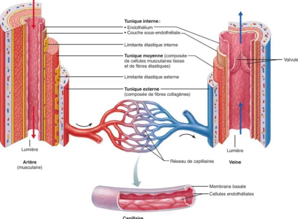 Figure 5: Structure des artères, veines et capillaires [24]. 