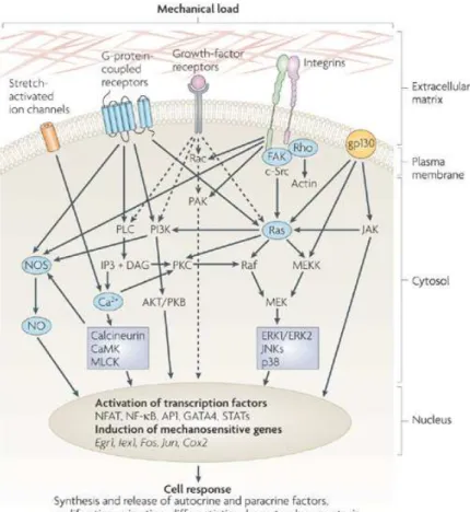 Figure 7: La mécanotransduction : activation des voies de signalisation biochimiques suite à des  forces mécaniques et déformations subies par les cellules [42]