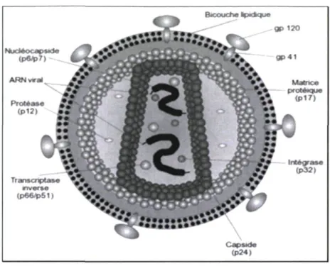 Figure 2. Représentation schématique de la structure du VIH-1 (16). 