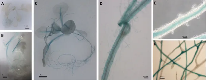 Figure  1.  GUS  expression  driven  by  the  CASP2  promoter  in  transgenic  T2  Arabidopsis  plants  